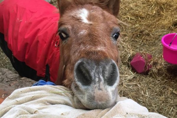 Getting ahead of disasters with help for animals: